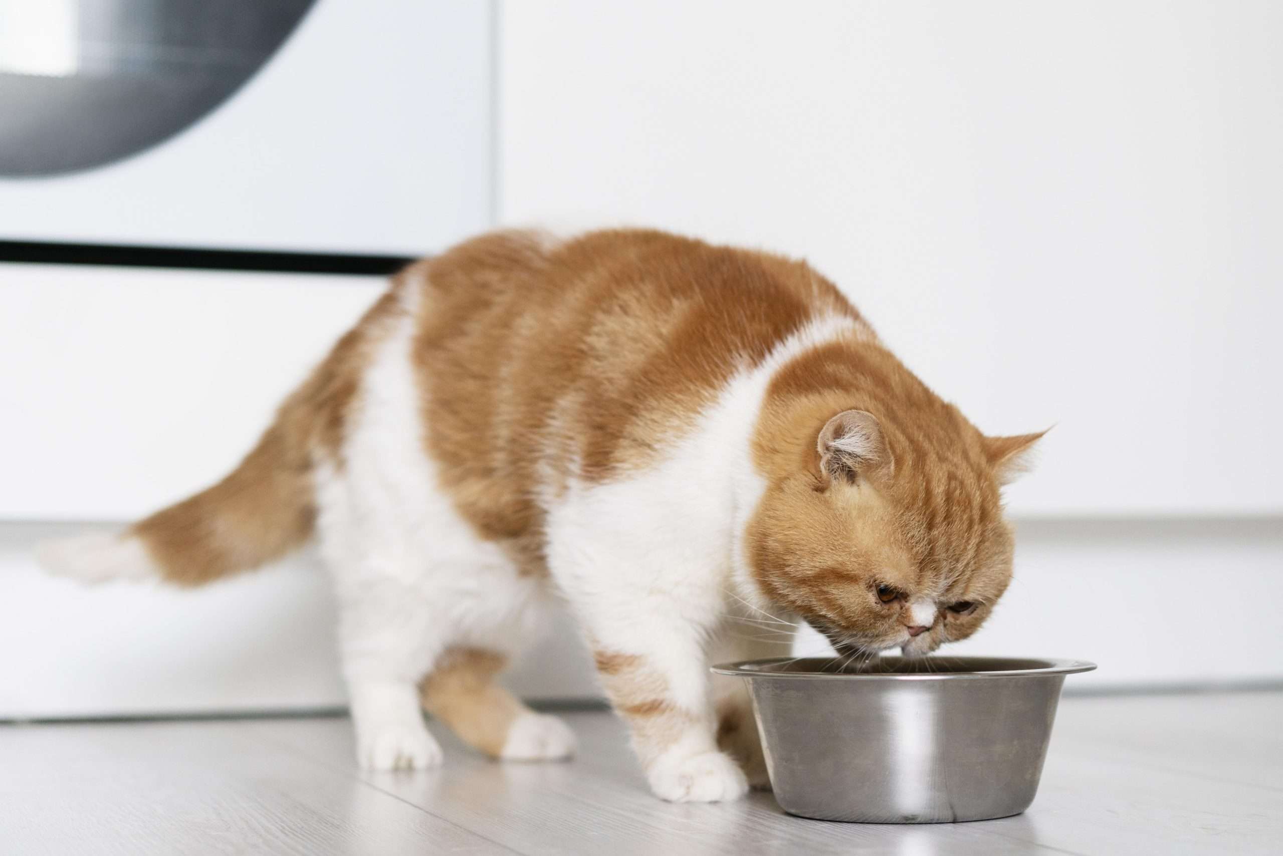 cat-drinking-from-bowl