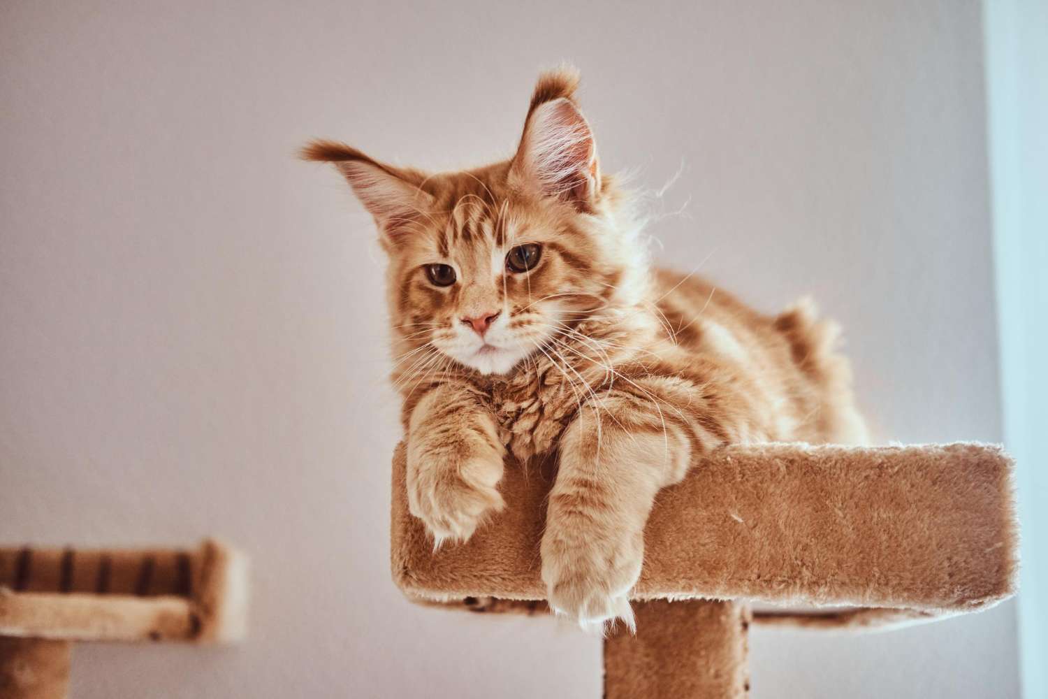 cute-ginger-maine-coon-kitten-is-lying-special-cat-s-furniture